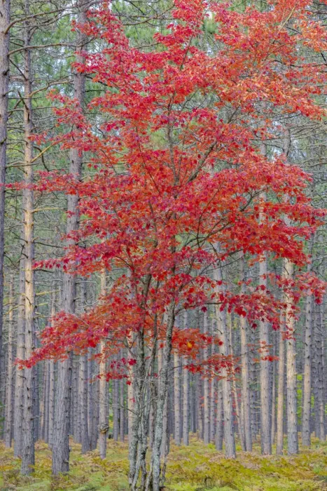 Framed Print : Red Maple tree in pine forest in fall, Alger County, Michigan Framed Print : Red Maple tree in pine forest in fall, Alger County, Michigan