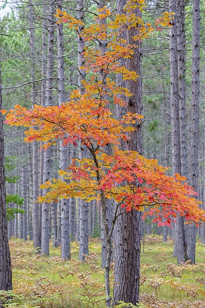 Red Maple tree in pine forest in fall, Alger County, Michigan