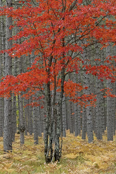 Red maple tree among pine tree trunks, Hiawatha National Forest