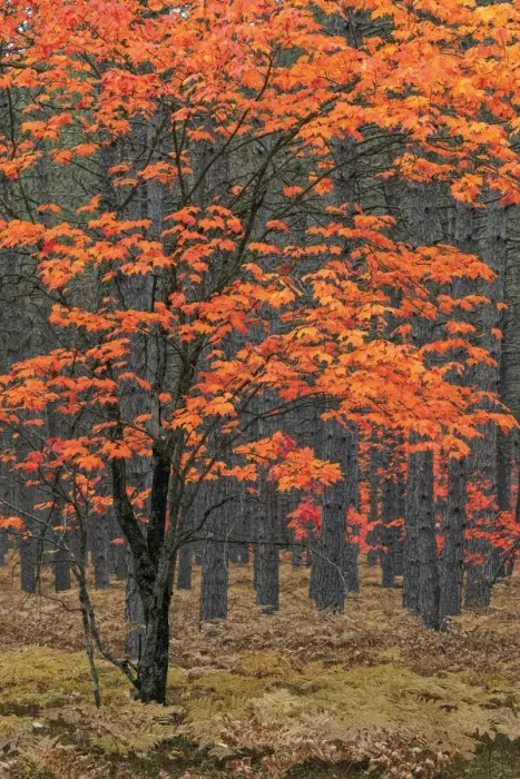 Framed Print : Red maple tree among pine tree trunks, Hiawatha National Forest Framed Print : Red maple tree among pine tree trunks, Hiawatha National Forest