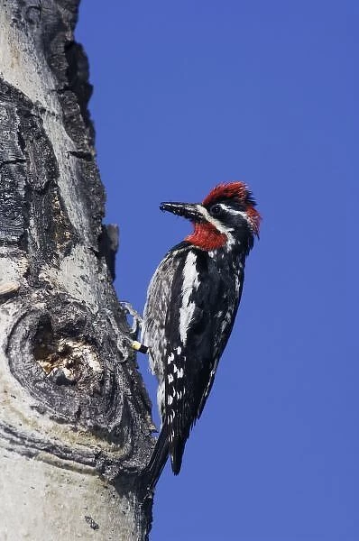 Red-naped Sapsucker, Sphyrapicus nuchalis, adult male color banded with ant prey on aspen tree