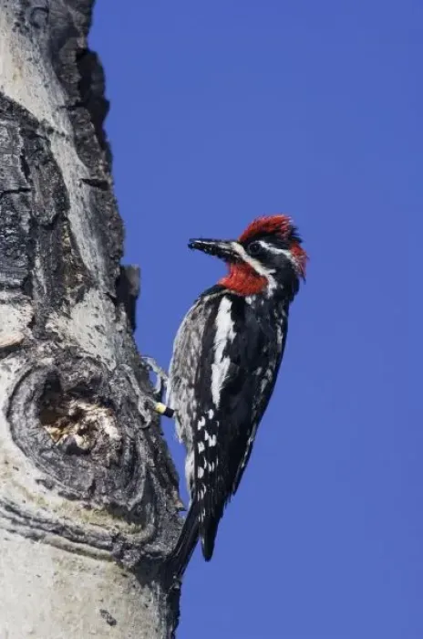 Framed Print : Red-naped Sapsucker, Sphyrapicus nuchalis, adult male color banded with ant prey on aspen tree Framed Print : Red-naped Sapsucker, Sphyrapicus nuchalis, adult male color banded with ant prey on aspen tree