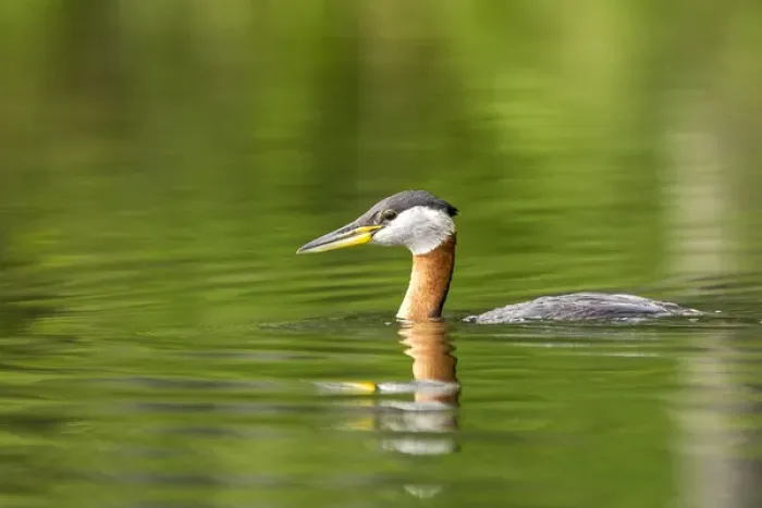 Framed Print : Red necked grebe near Whitefish, Montana, USA Framed Print : Red necked grebe near Whitefish, Montana, USA