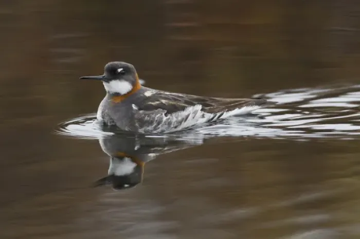 Framed Print : Red-necked Phalarope, female