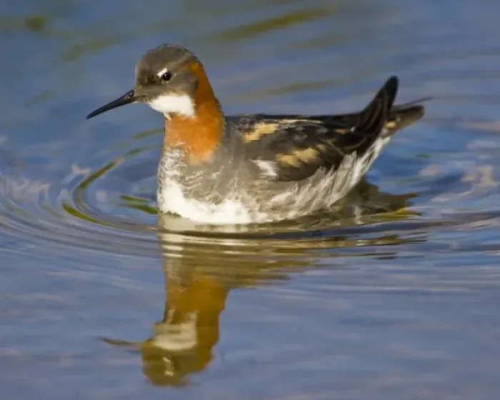 Framed Print : Red-necked Phalarope swims in a pond near Latrabjerg, Iceland Framed Print : Red-necked Phalarope swims in a pond near Latrabjerg, Iceland