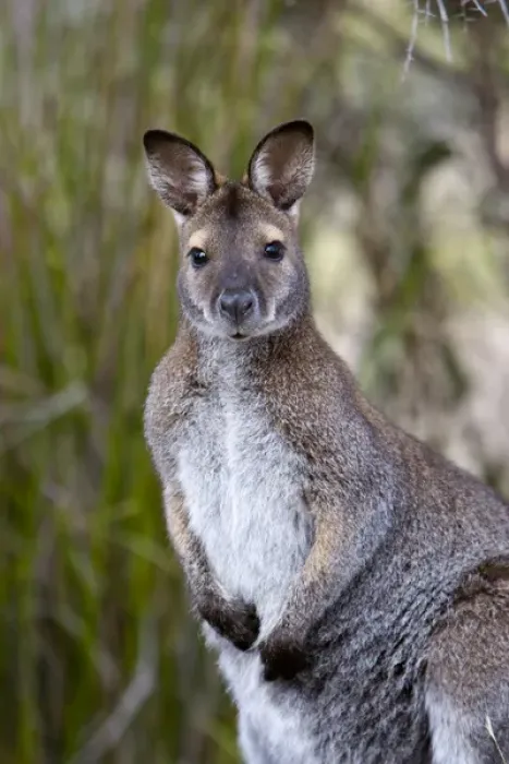 Framed Print : Red-necked Wallaby, subspecies Bennetts Wallaby (Macropus rufogriseus rufogriseus) Framed Print : Red-necked Wallaby, subspecies Bennetts Wallaby (Macropus rufogriseus rufogriseus)