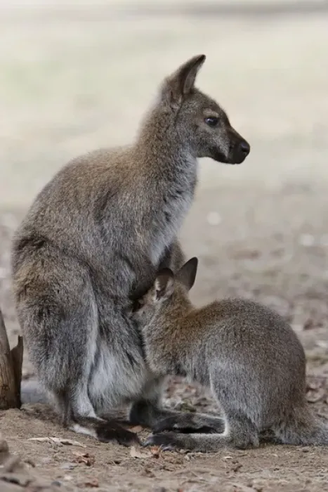 Framed Print : Red-necked Wallaby, subspecies Bennetts Wallaby (Macropus rufogriseus rufogriseus)