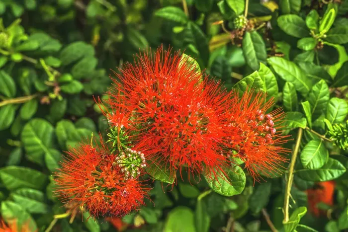 Framed Print : Red Ohia Lehua flower, Waikiki, Honolulu, Hawaii. Native to Hawaii Ohia trees considered sacred to Pele Hawaiian volcano goddess Framed Print : Red Ohia Lehua flower, Waikiki, Honolulu, Hawaii. Native to Hawaii Ohia trees considered sacred to Pele Hawaiian volcano goddess