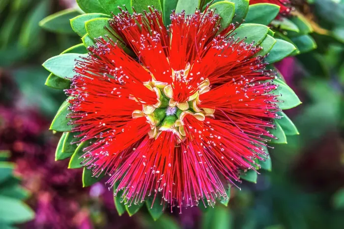 Framed Print : Red Ohia Lehua flower, Waikiki, Honolulu, Hawaii. Ohia are native to Hawaii and tree is sacred to Hawaiians because of its relationship to the volcano god Pele