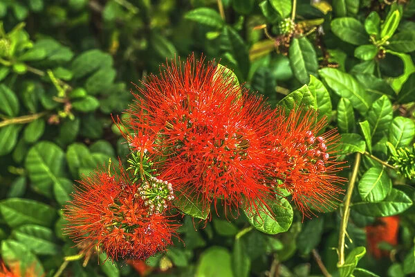 Red Ohia Lehua flower, Waikiki, Honolulu, Hawaii. Native to Hawaii Ohia trees considered sacred to Pele Hawaiian volcano goddess