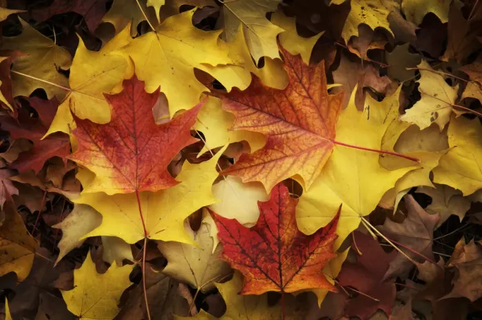 Framed Print : Red, Orange and yellow maples leaves in Autumn Framed Print : Red, Orange and yellow maples leaves in Autumn