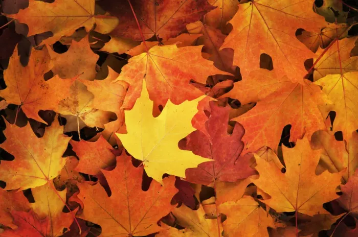 Framed Print : Red, Orange and yellow maples leaves in Autumn