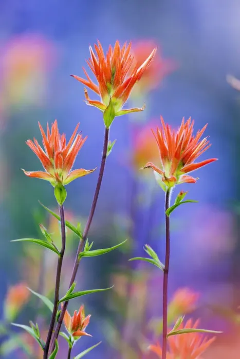 Framed Print : Red paintbrush, Yosemite National Park, California Framed Print : Red paintbrush, Yosemite National Park, California