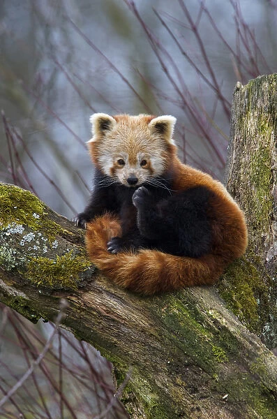 Red Panda (Ailurus fulgens), Himalayas, Asia