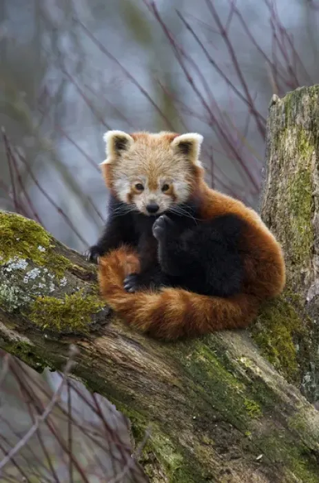 Framed Print : Red Panda (Ailurus fulgens), Himalayas, Asia Framed Print : Red Panda (Ailurus fulgens), Himalayas, Asia