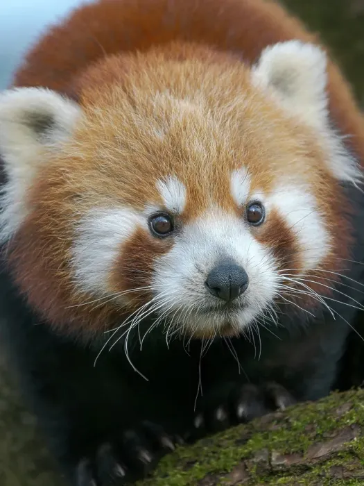 Framed Print : Red Panda or Lesser Panda in Hellabrunn Zoo in Munich. Germany, Munich Framed Print : Red Panda or Lesser Panda in Hellabrunn Zoo in Munich. Germany, Munich