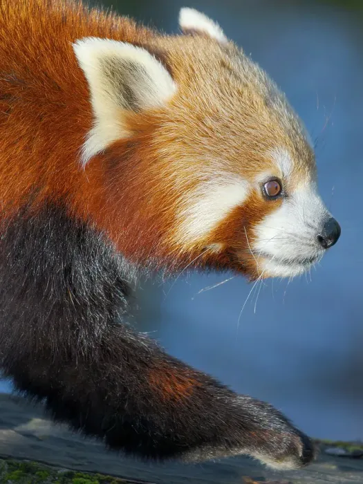 Framed Print : Red Panda or Lesser Panda in Hellabrunn Zoo in Munich. Germany, Munich Framed Print : Red Panda or Lesser Panda in Hellabrunn Zoo in Munich. Germany, Munich