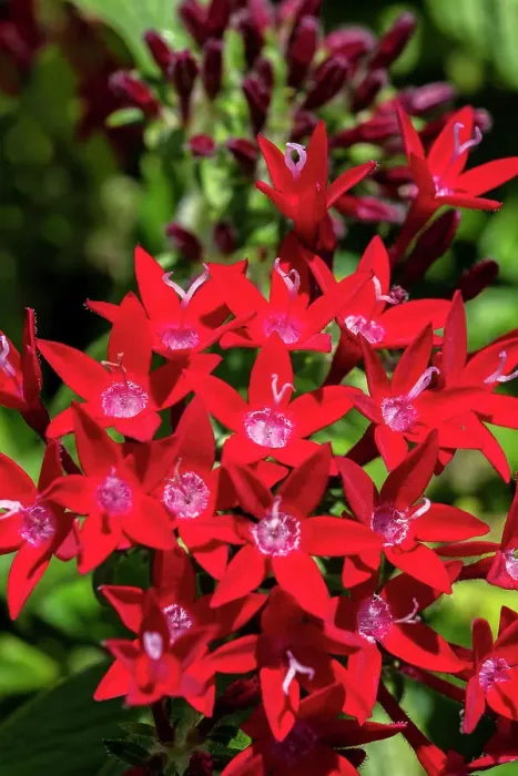 Framed Print : Red penta flowers Framed Print : Red penta flowers