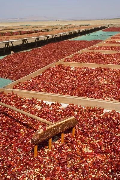Red peppercorns, sun-dried, southeast Anatolia, Turkey