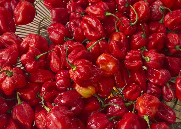 Red peppers at the Saturday market, San Ignacio, Belize