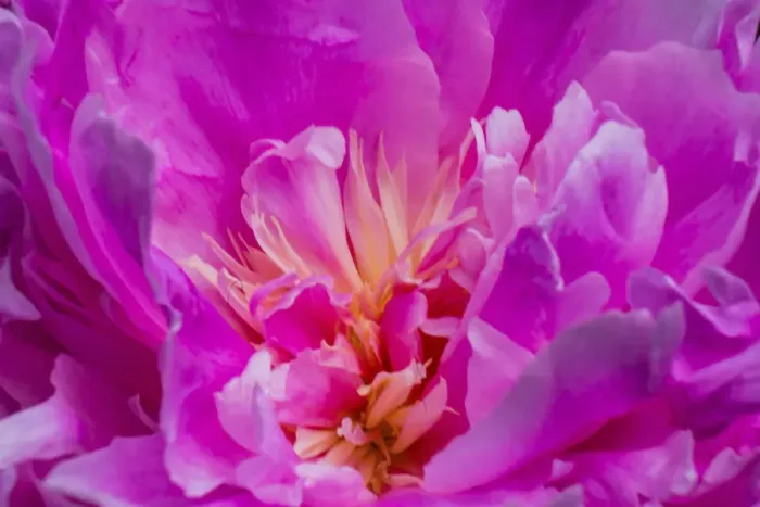 Framed Print : Red petals of peony flower Framed Print : Red petals of peony flower