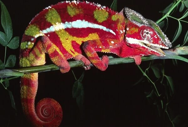 Red Phase Panther Chameleon, Furcifer pardalis, Native to Madagascar