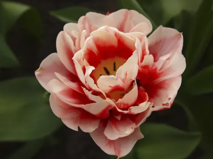 Framed Print : Red and pink tulip Framed Print : Red and pink tulip