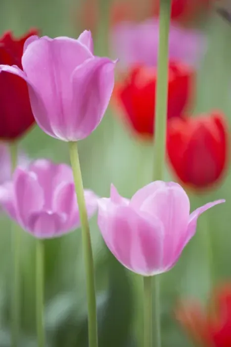 Framed Print : Red and pink tulips, Cantigny Park, Wheaton, IL Framed Print : Red and pink tulips, Cantigny Park, Wheaton, IL