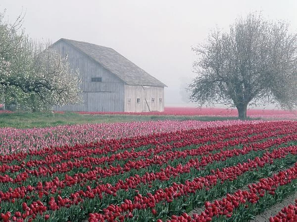 Red and pink tulips greet the day on a misty April morning in the Skagit Valley of Washington