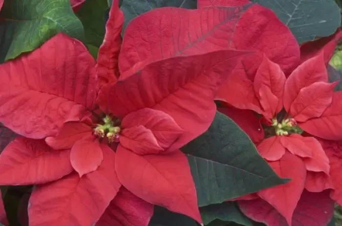 Framed Print : Red Poinsettia Detail (Euphorbia pulcherrima) Framed Print : Red Poinsettia Detail (Euphorbia pulcherrima)