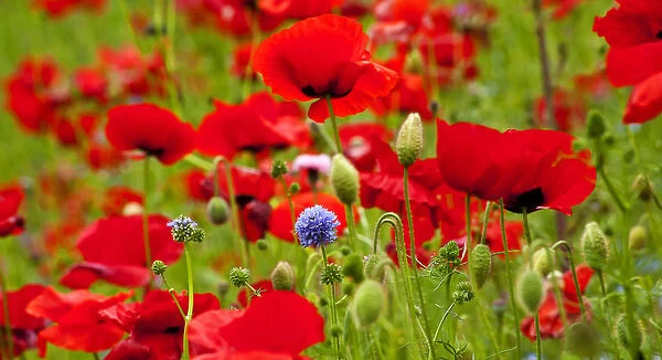 Red Poppies Flowers Blue Clover in Field Snoqualme Washington Papaver Rhoeas Common