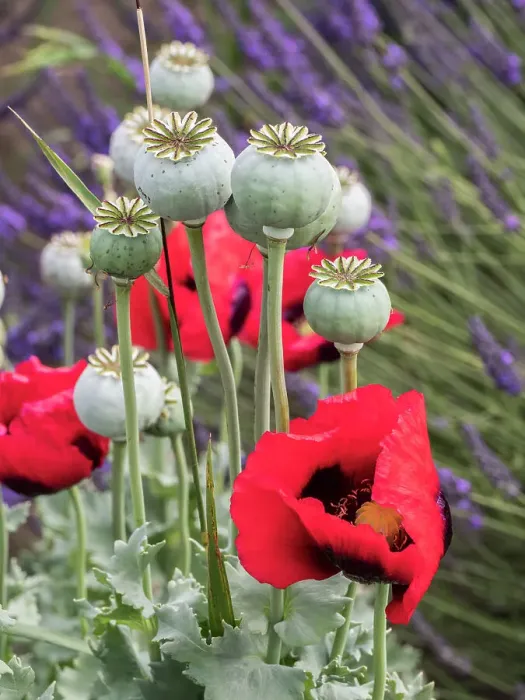 Framed Print : Red poppies and seed heads and lavender at a lavender farm in Sequim, Washington State Framed Print : Red poppies and seed heads and lavender at a lavender farm in Sequim, Washington State
