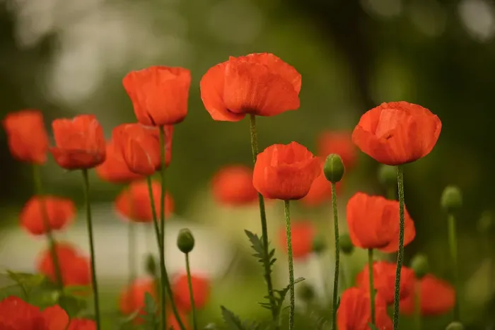 Framed Print : Red poppies in summer, Western Michigan Framed Print : Red poppies in summer, Western Michigan