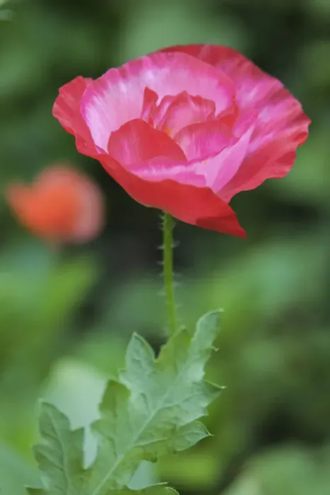 Framed Print : Red poppy flower Framed Print : Red poppy flower