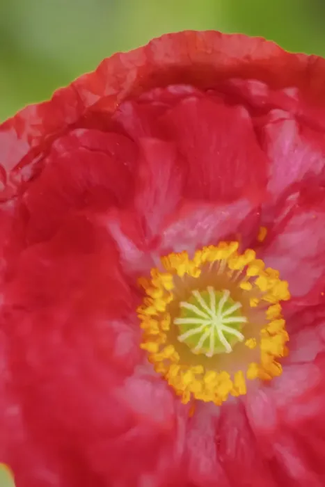 Framed Print : Red poppy flower