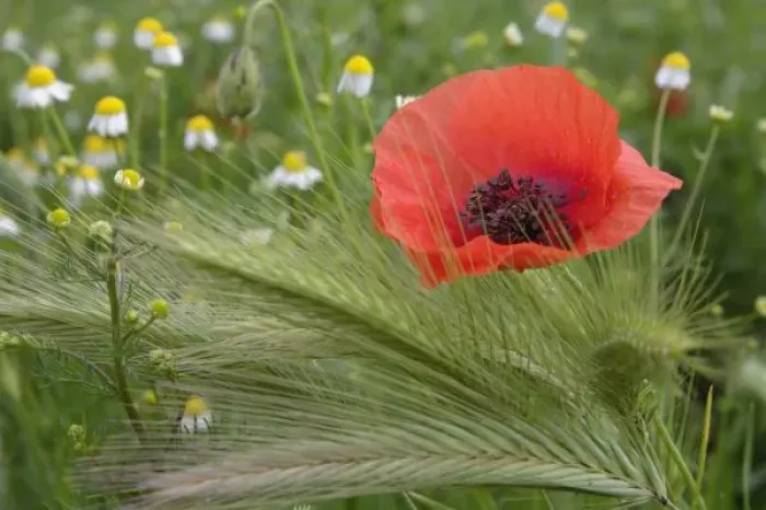 Framed Print : Red poppy flower Framed Print : Red poppy flower
