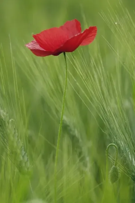 Framed Print : Red poppy flower among wheat crop, Tuscany, Italy