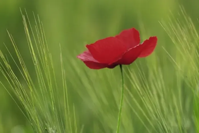 Framed Print : Red poppy flower among wheat crop, Tuscany, Italy Framed Print : Red poppy flower among wheat crop, Tuscany, Italy