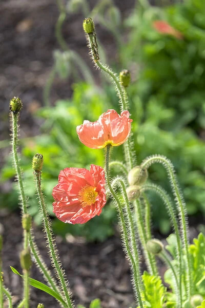 Red Poppy, garden, USA