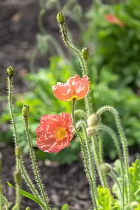 Framed Print : Red Poppy, garden, USA