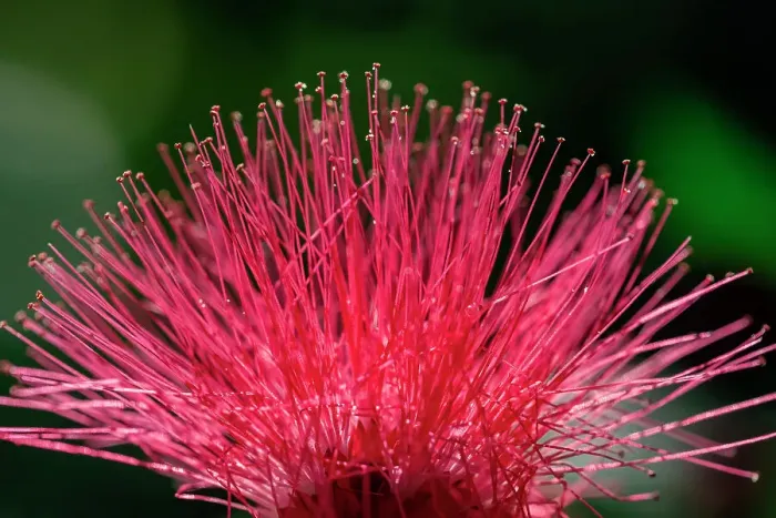 Framed Print : Red Powderpuff flower