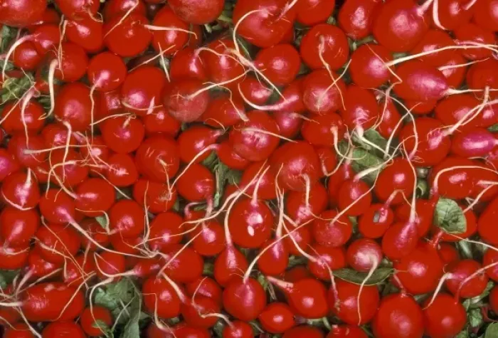 Framed Print : Red Radishes at grocery store. North America, USA, Oregon, Portland