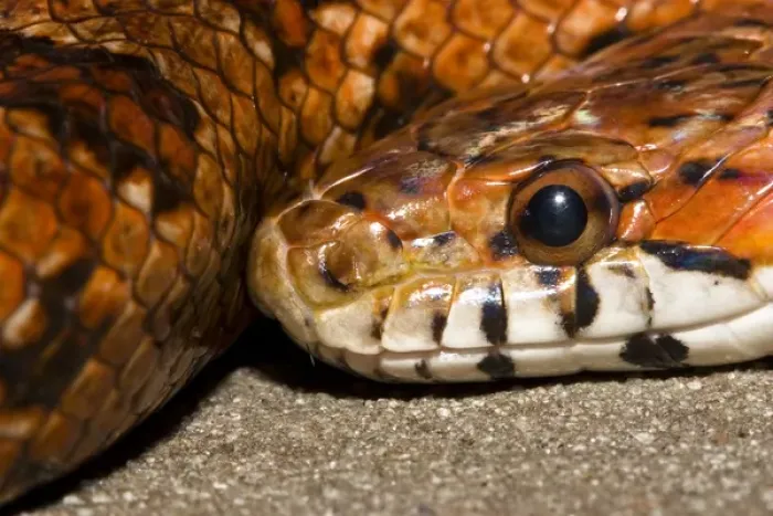Framed Print : The red rat snake (Elaphe guttata guttata) is one of the more beautiful snakes found Framed Print : The red rat snake (Elaphe guttata guttata) is one of the more beautiful snakes found