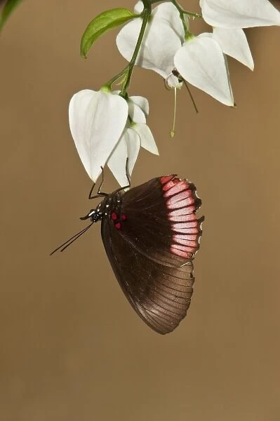 Red Rim or Crimson-banded Black Butterfly (Biblis hyperia), Napo River bordering
