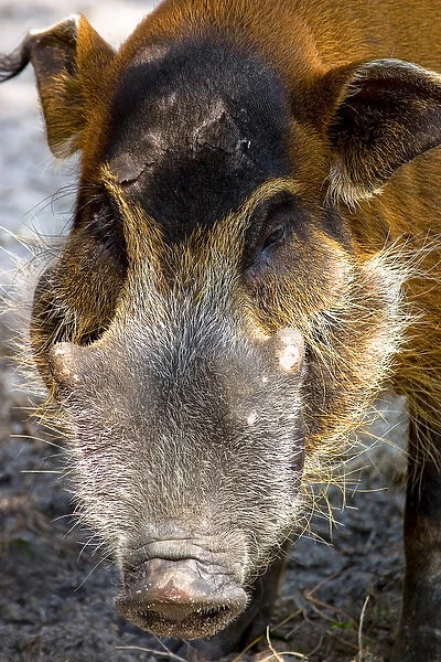 The Red River Hog (Potamochoerus porcus), is a wild member of the pig family that