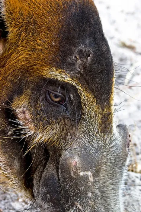 Framed Print : The Red River Hog (Potamochoerus porcus), is a wild member of the pig family that Framed Print : The Red River Hog (Potamochoerus porcus), is a wild member of the pig family that