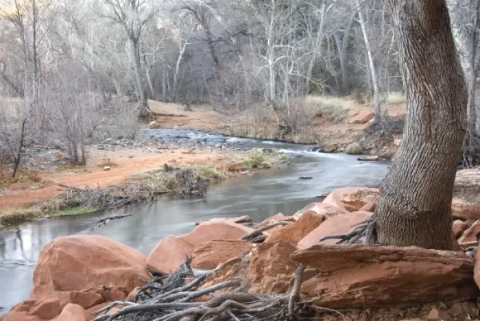 Framed Print : Red Rock and tree roots intertwined on the bank of Oak Creek, Sedona, AZ