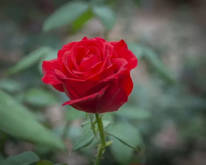 Framed Print : Red Rose