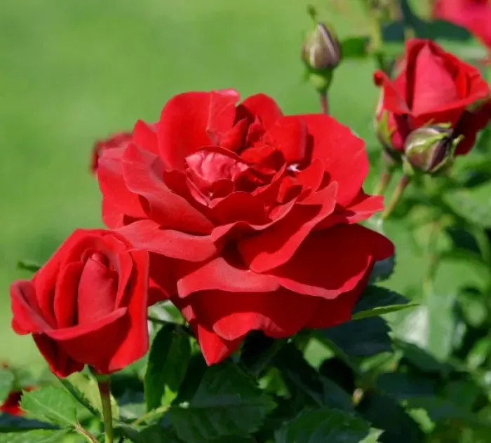 Framed Print : Red rose Framed Print : Red rose