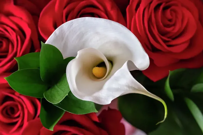 Framed Print : Red rose and white Calla lily Framed Print : Red rose and white Calla lily